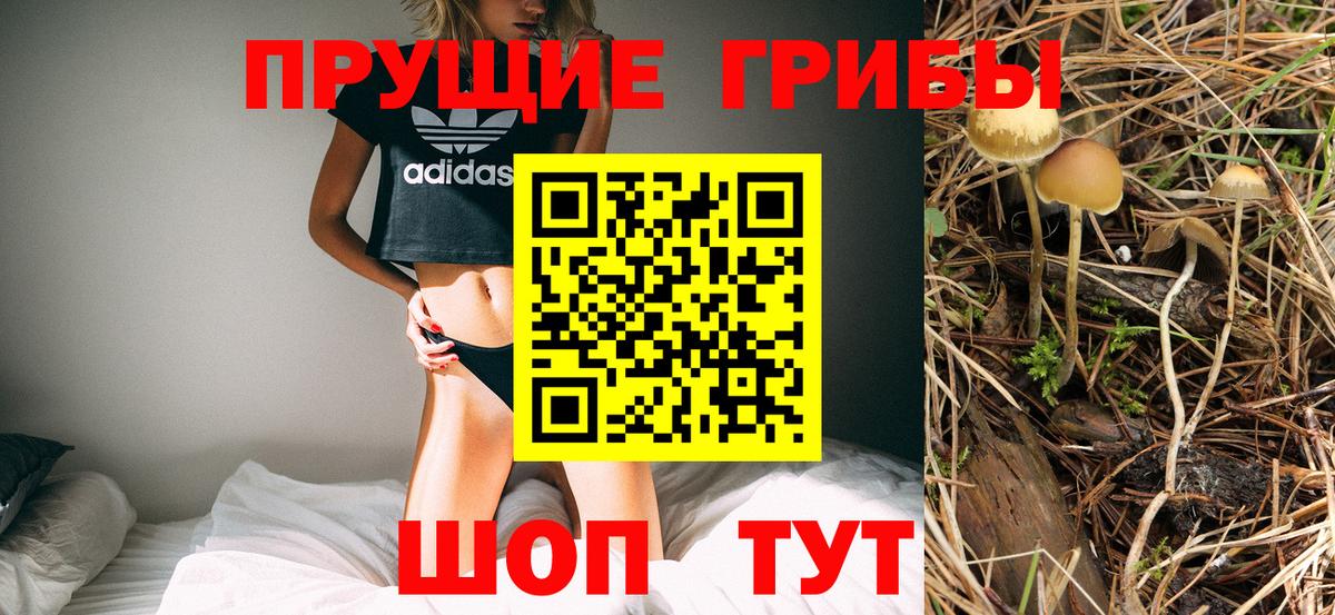 Галлюциногенные грибы Psilocybe Нововоронеж